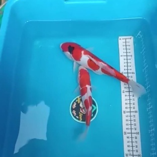 Paket 2 ekor ikan koi Doitsu