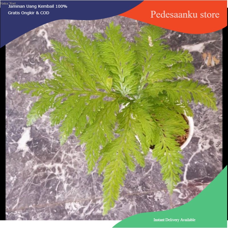 Tanaman Hias Pakis Hutan -pakis Paku - pakis Ekor Merak