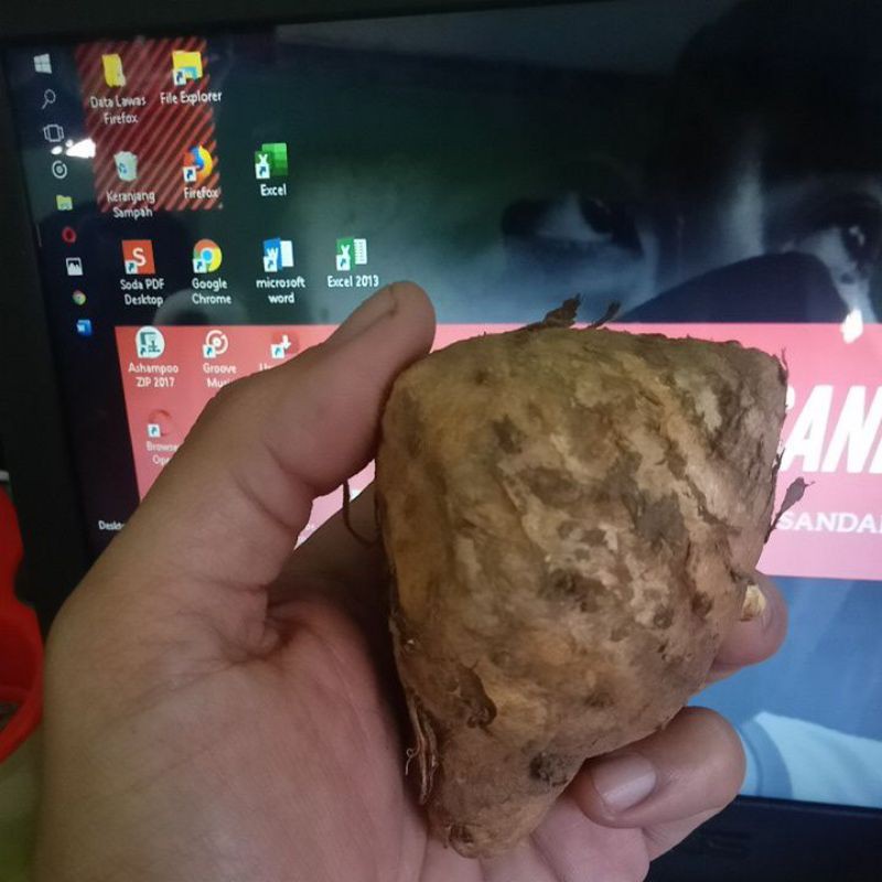 Temulawak 1kg Temulawak Segar Curcuma