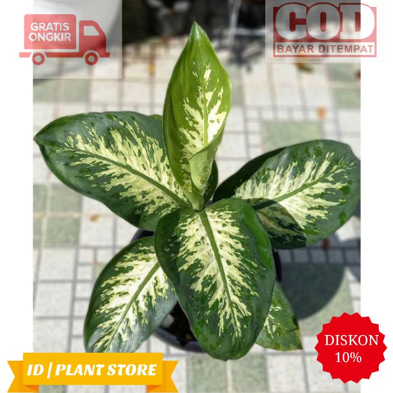 Tanaman hias aglonema sri rejeki-aglonema blanceng-tanaman hidup-bunga hiasan