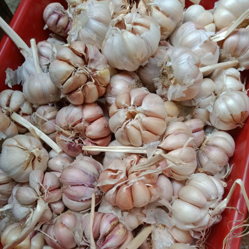 

Bawang Putih masak