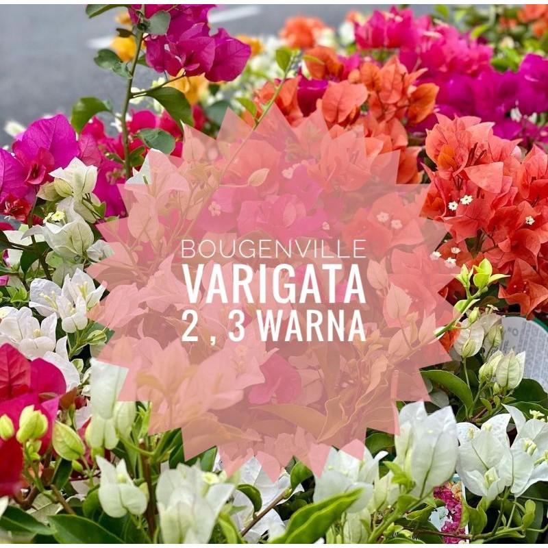 Tanaman Hias Bougenville  varigata 2 dan 3 warna