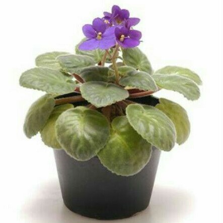 Tanaman Hias Violces Bunga Ungu African Violets Purple Delft Shopee Indonesia