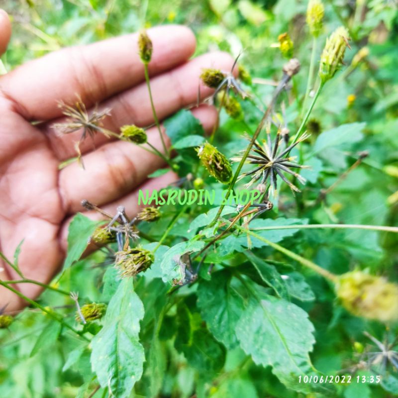 

[Fresh] BIBIT BIJI BUAH KETUL 100 BIJI BIJI BENIH BUNGA KETUL BIBIT DAUN KETUL