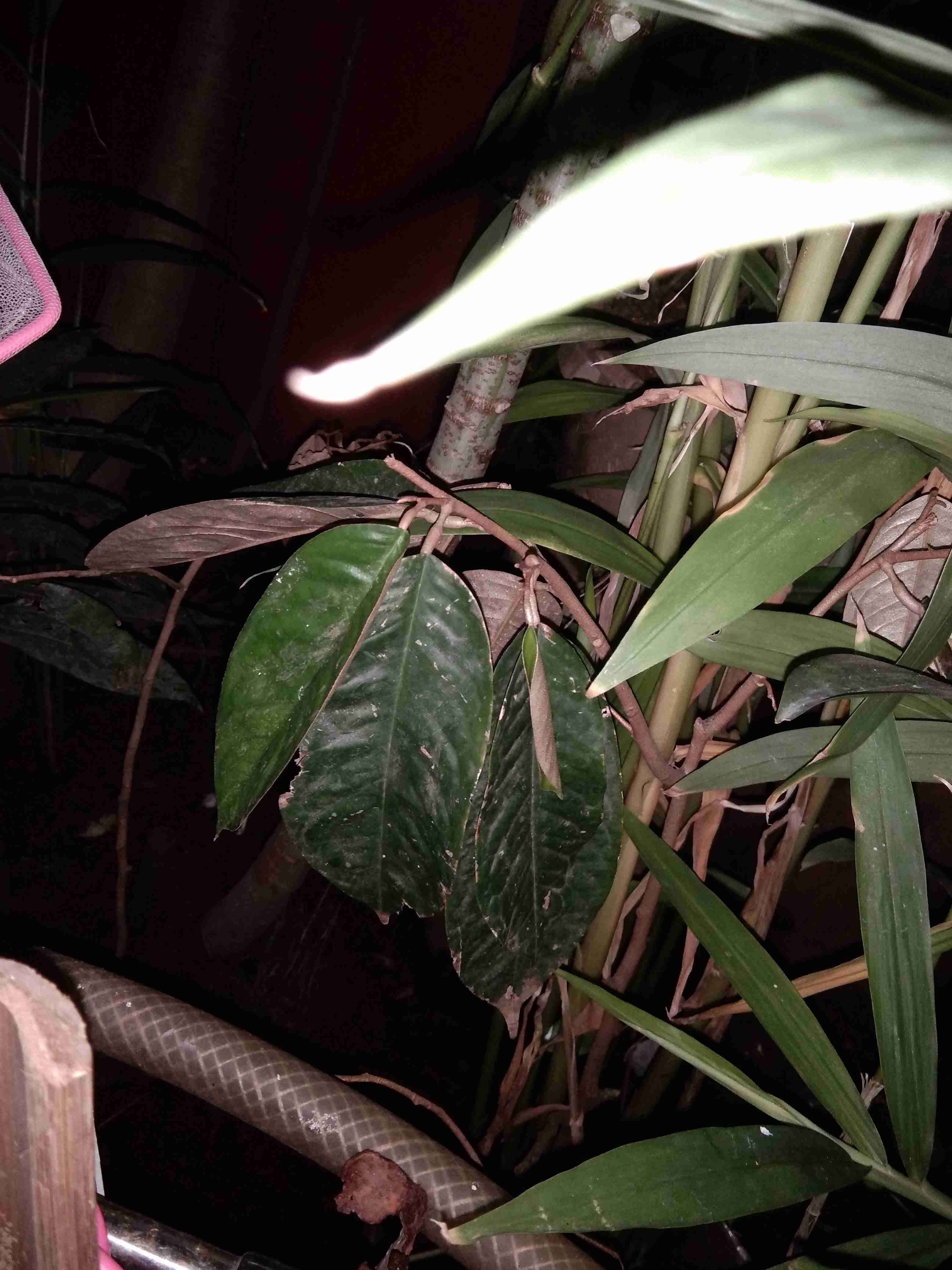 Bibit Bawang Dayak Bawang Seberang Tanaman Herbal