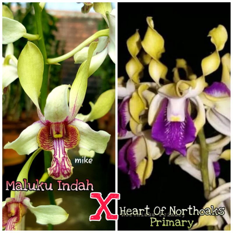 DENDROBIUM MALUKU INDAH X HEART OF NORTHOAKS PRIMARY (PRA DEWASA)