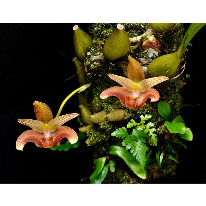 Bulbophyllum reticulatum
