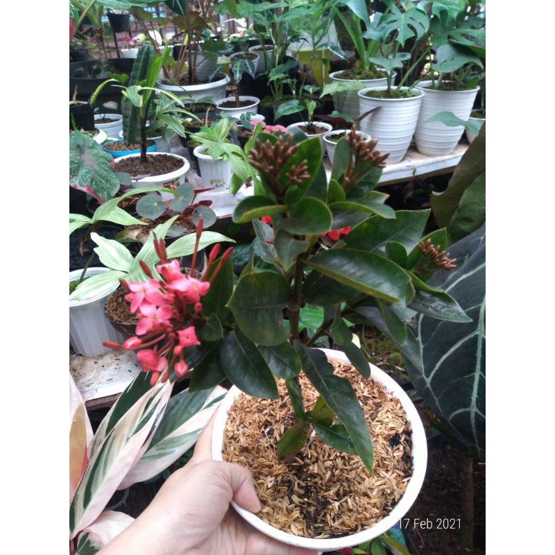 bunga soka/asoka mini