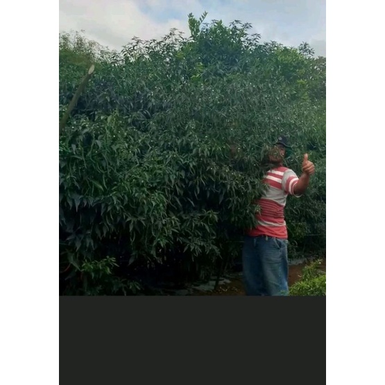 cabe lokal dairi