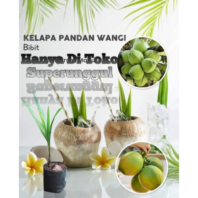 Bibit Kelapa Pandan Wangi Asli Bisa Cod