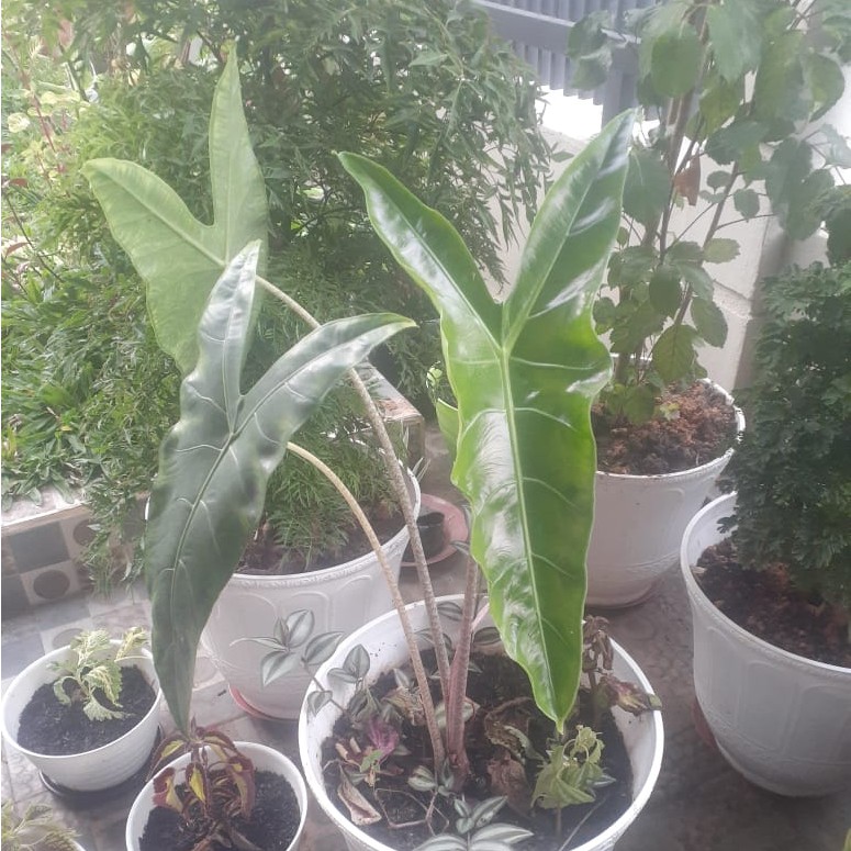 Alocasia Zebrina Borneo