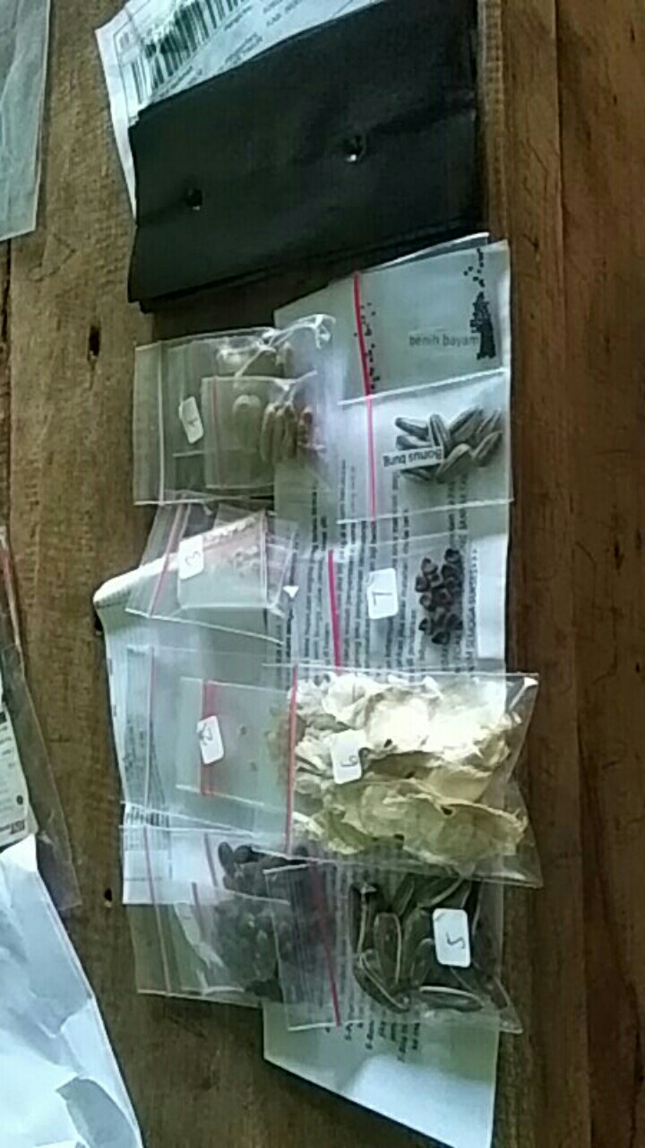 Biji/benih/bibit Bunga Tabebuia Caraiba (10 Biji)