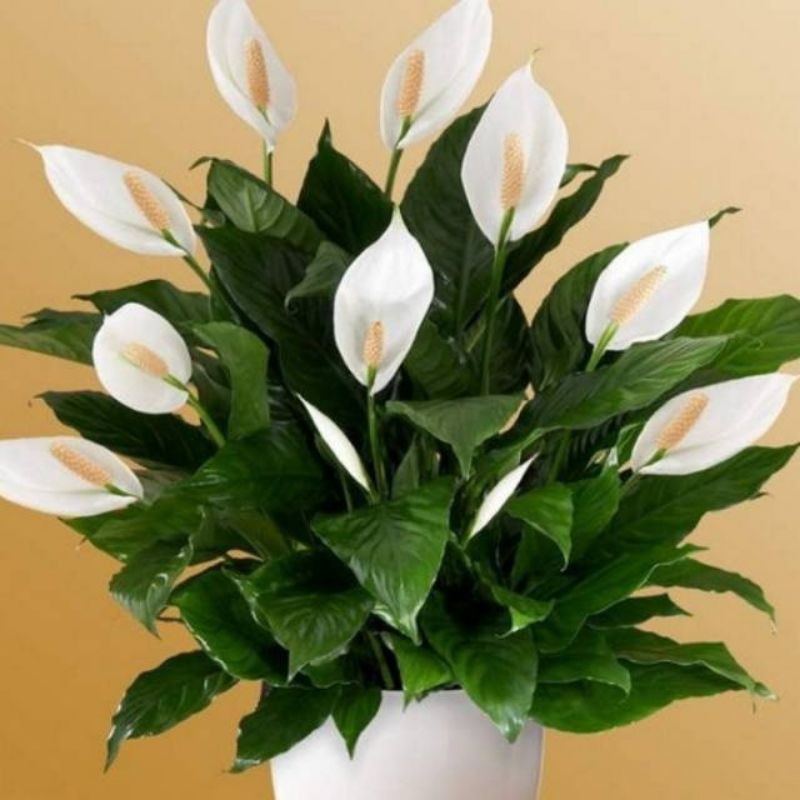 Tanaman Hias Peace Lily Spathiphyllum Sepatu Film Daun Hijau Bunga Putih Cocok untuk Ruangan Teduh