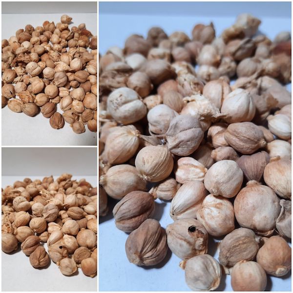 

Kapulaga kering 100gram