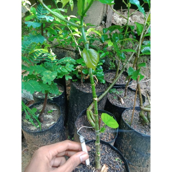bibit/bahan bonsai waru india
