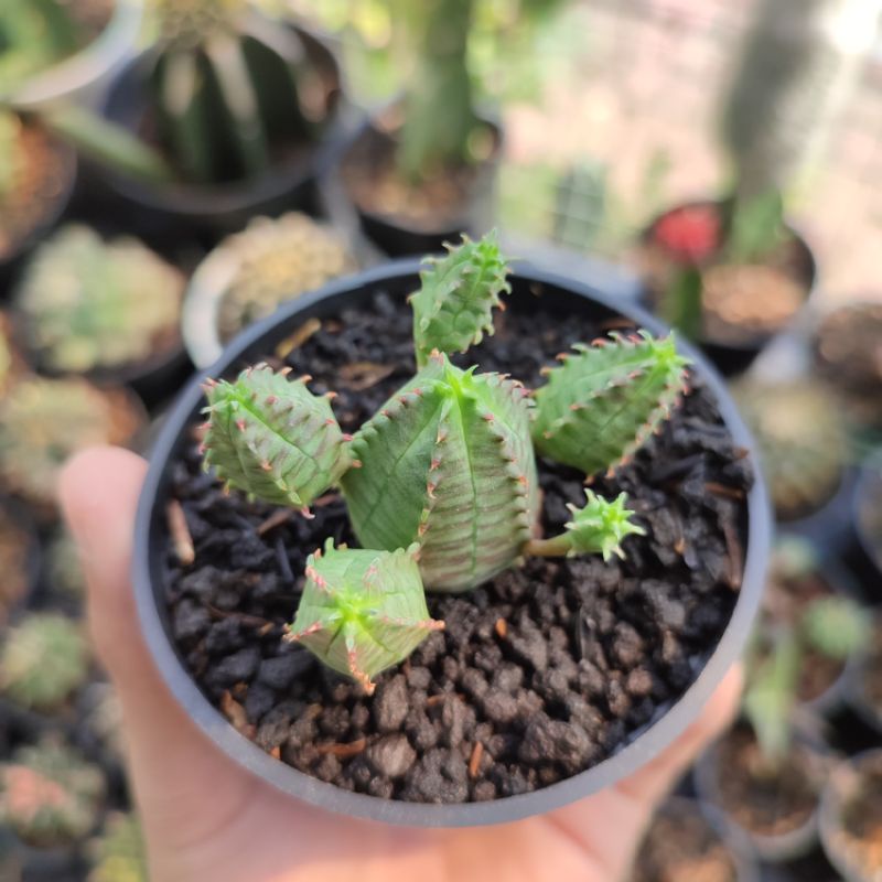 Sukulen Euphorbia Pseudoglubosa Glubosa / False obessa