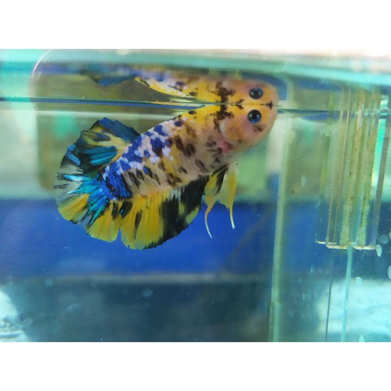 PROMO CUPANG MURAH KOI GALAXY, MULTI YELLOW, REAL PICT, IKAN MATI PASTI DIGANTI 