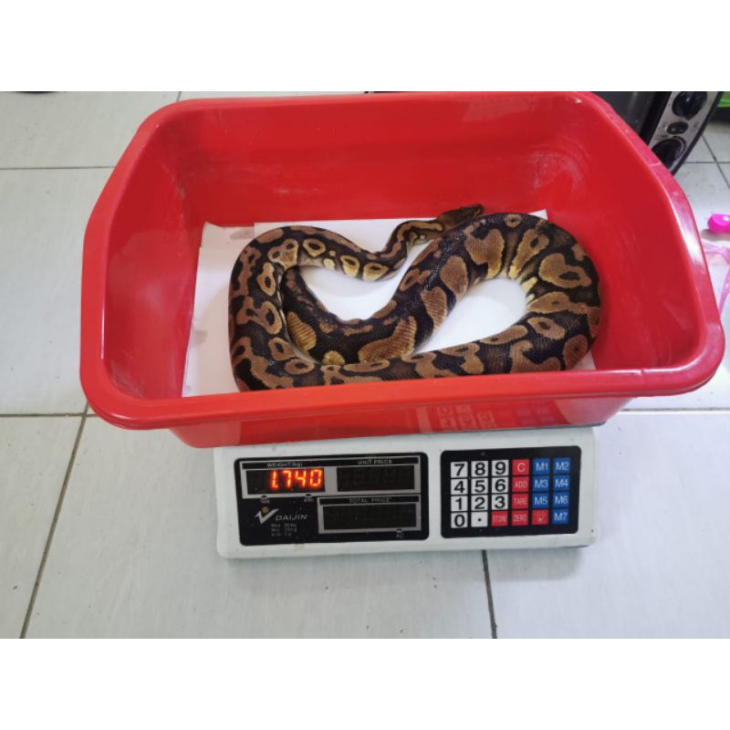 ball python female normal