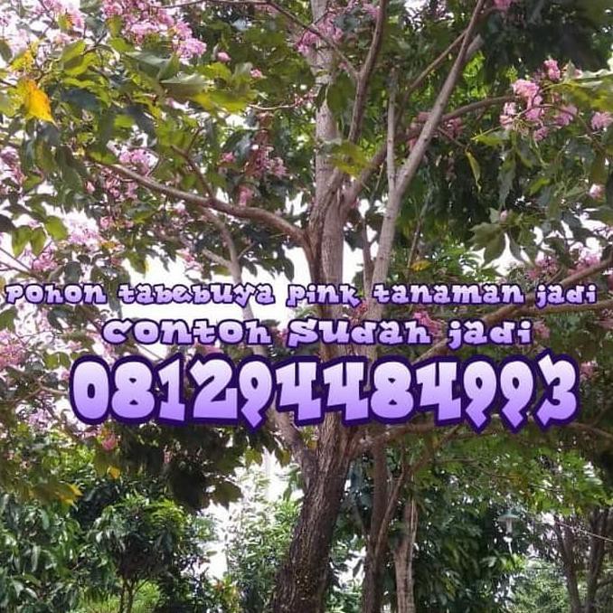 TERLARIS TABEBUYA BUNGA PINK BIBIT UKURAN 1METER *_@