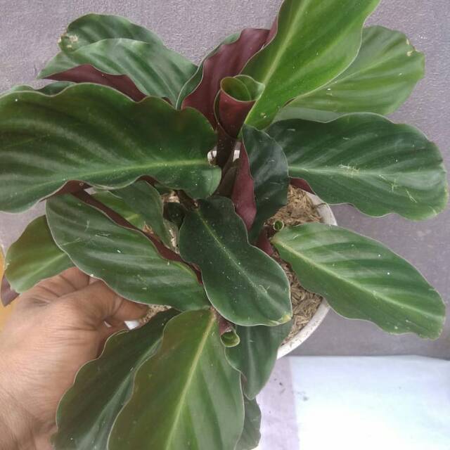 Tanaman hias calathea  crocata Shopee Indonesia