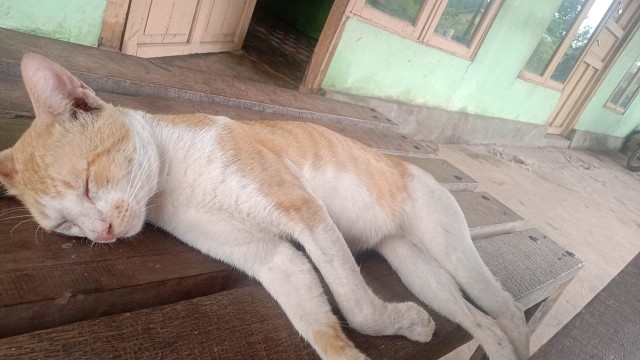 Koko Anak Umur 4 Tahun Sampai 17 Tahun Arta Batik Super Pakaian Baju Anak Seragam Rns Anak Child Ori