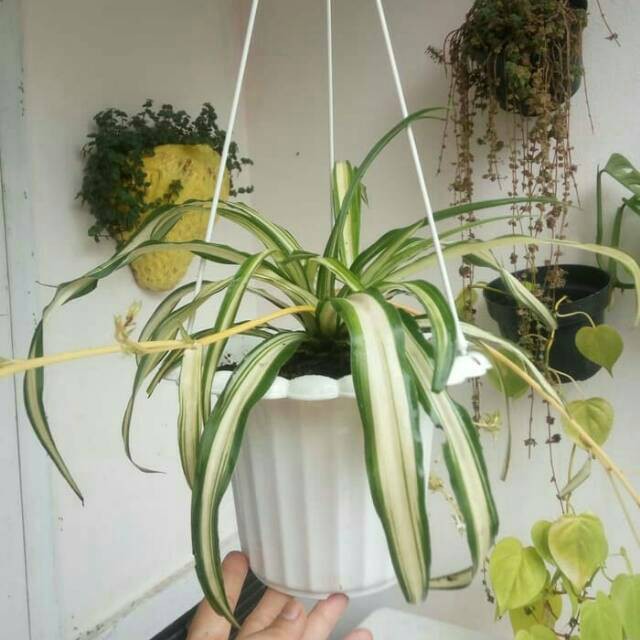 Tanaman pot gantung spider plant chlorophytum comosum lili paris hawai