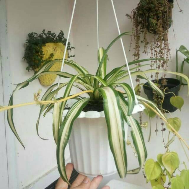 Tanaman pot gantung spider plant chlorophytum comosum lili paris hawai