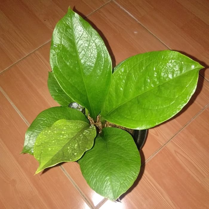 Anthurium jenmani kobra supernova