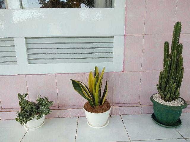 (tl) Bambu Hoki Ulir/lucky Bamboo