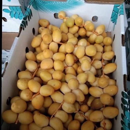 

Kurma Ruthob Fresh Barhee Namibia Lapaklaris389