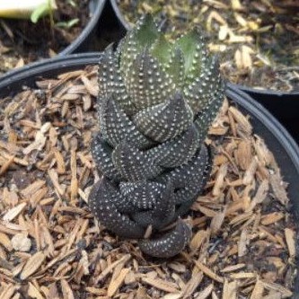 sekulen haworthia tower
