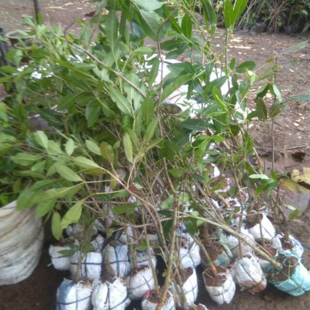 Tanaman hias tabebuya 1 meter