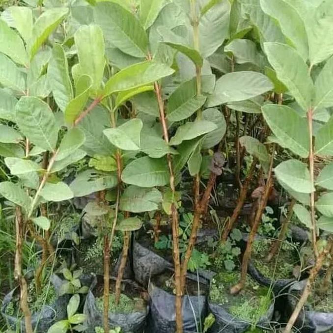 *_@ Bibit Buah Jambu Kristal/ Tanaman Buah Jambu Kristal