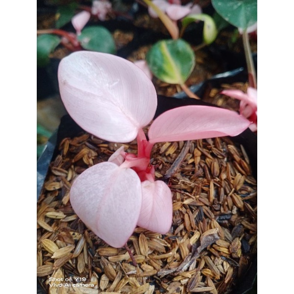 Jual ph pink congo Shopee Indonesia