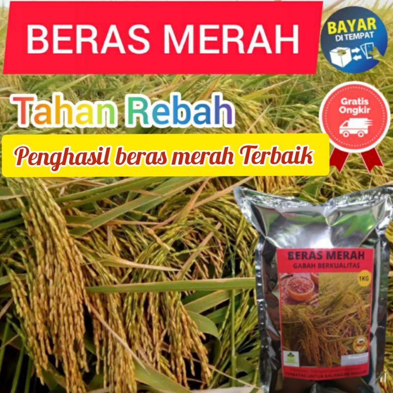 

Beras Merah 1000gram Benih Padi Unggul original kualitas super..