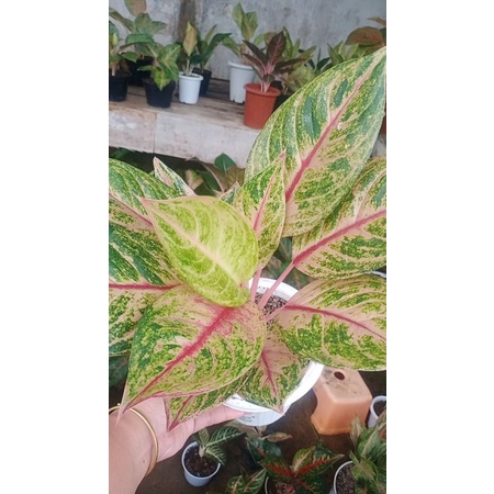 aglonema red imelda