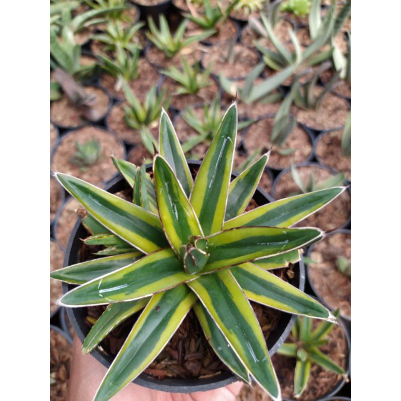 agave victoria lemon