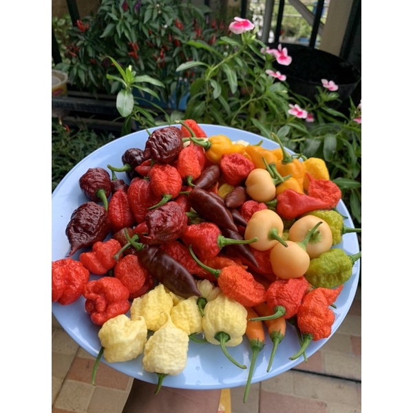 

jual benih cabe cabe import 20