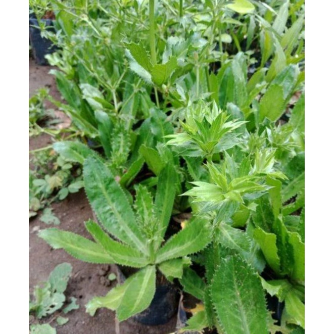 

tanaman herbal daun walang sangit atau walang china 1kg