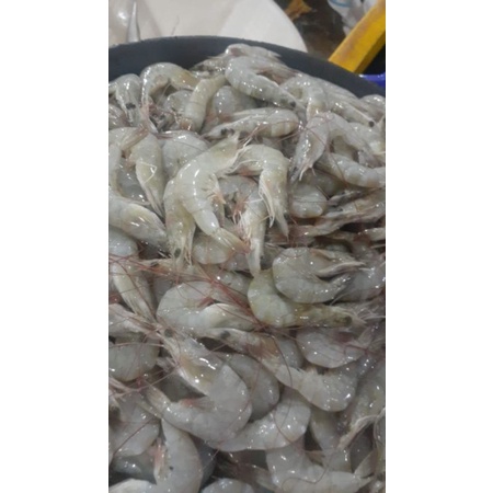 

udang vaname size 90/100