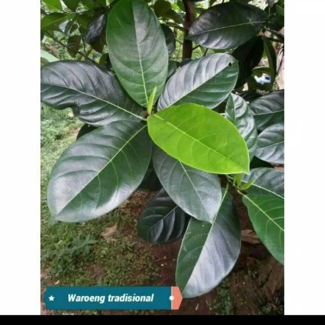 

Daun nangka segar 500 gram murah