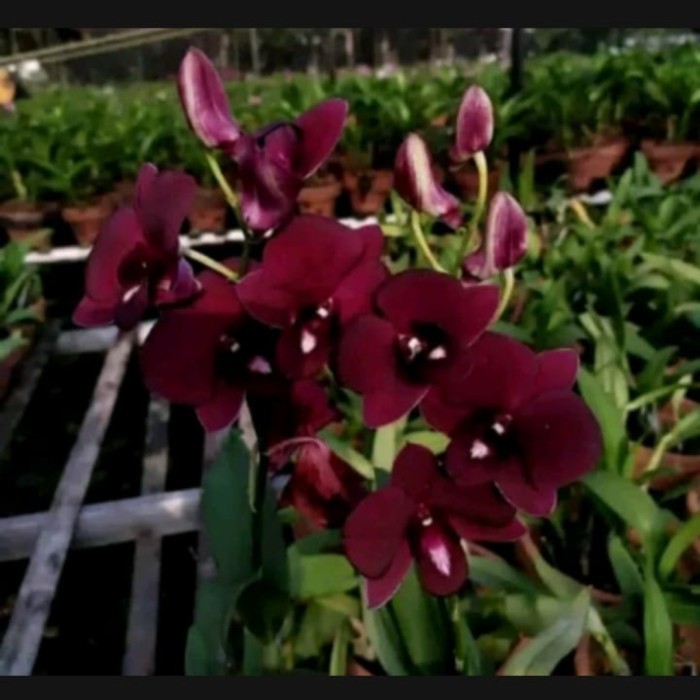 bibit tanaman hias anggrek Dendrobium red dragon