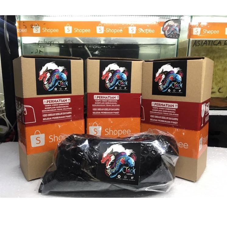 Terbatas NQHEO Ikan Channa Blue Pulcra Super Blue grade A /Super Yellowspot/ Size Fix 86 Best