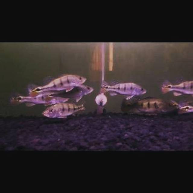 Ikan Pbass Mono 10-11cm Peacock Bass / Ikan Predator Hias