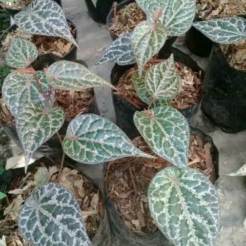 TANAMAN HIAS HIDUP sirih merah / tanaman hias gantung sirih