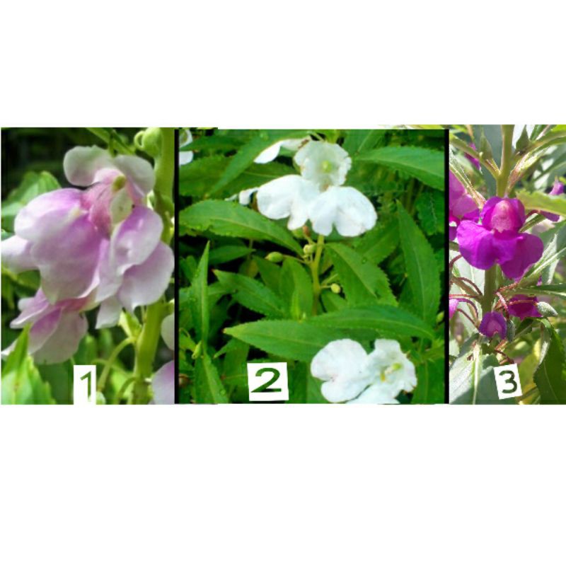 Benih bunga pacar air 30 biji / rose blossom tanaman hias