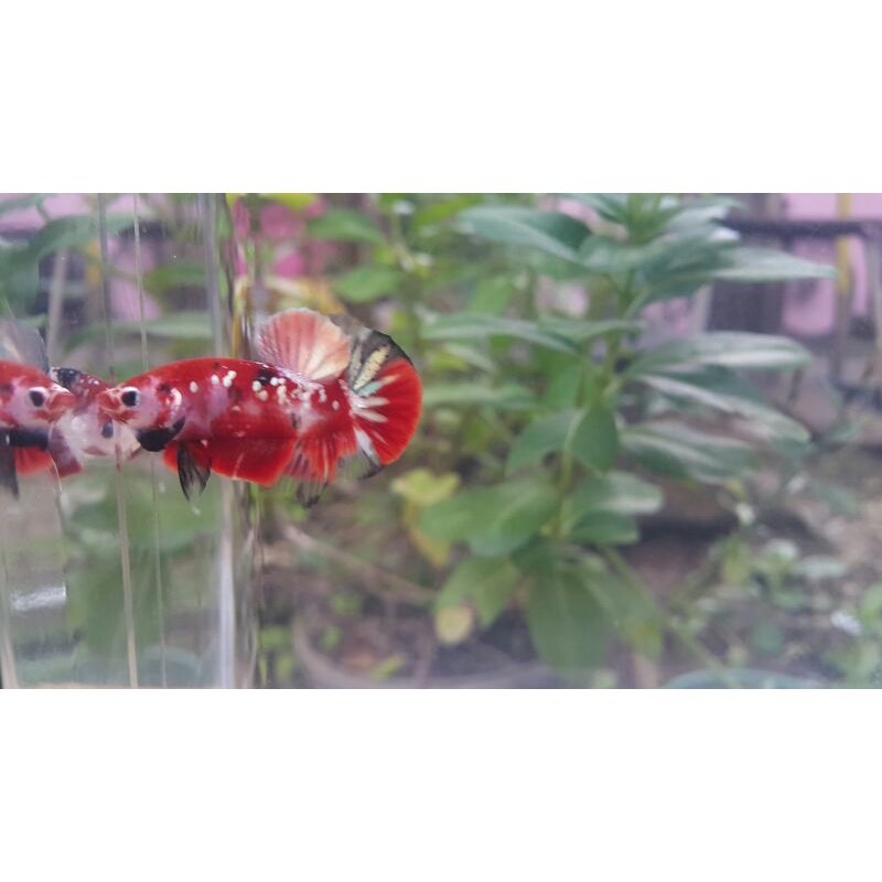 Red Koi Copper gold