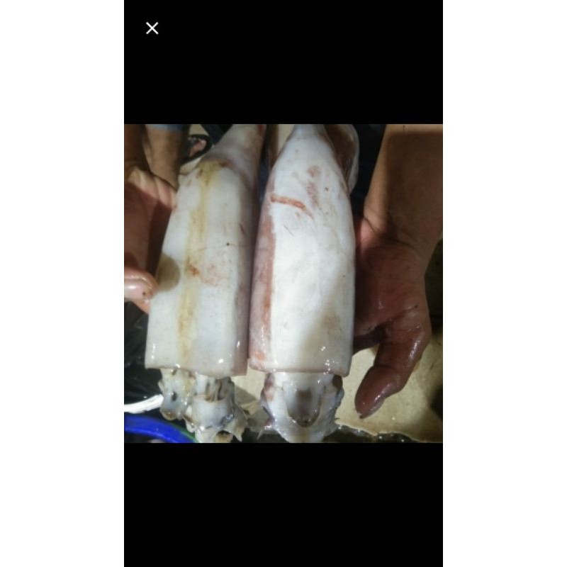 

Cumi Kondom/Karet 1Kg