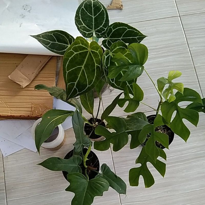 paket tanaman cristalinum,gelombang cinta,tetrasperma dan Philo dragon