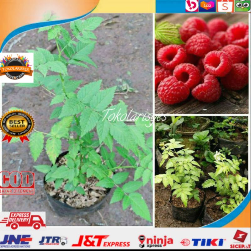 Bibit tanaman buah arbei /Arben hutan